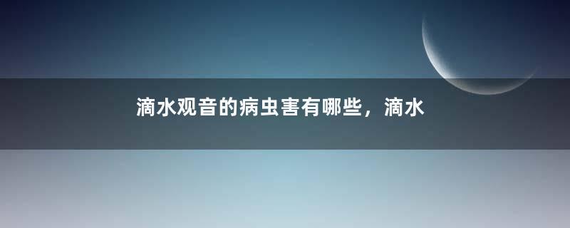 滴水观音的病虫害有哪些，滴水观音的病虫害防治
