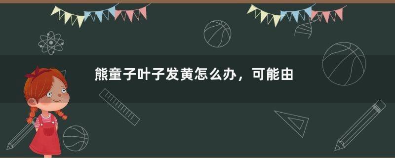 熊童子叶子发黄怎么办，可能由以下4种原因导致