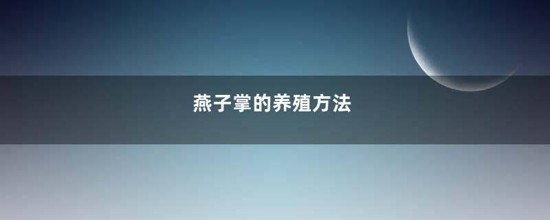 燕子掌的养殖方法