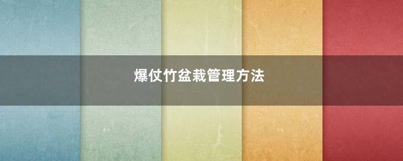 爆仗竹盆栽管理方法