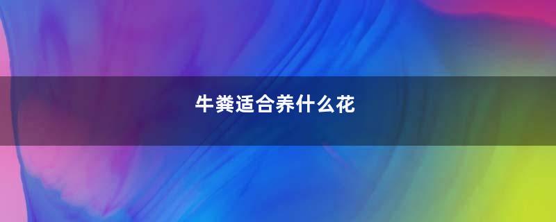 牛粪适合养什么花