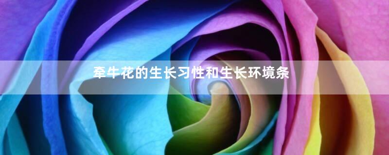 牵牛花的生长习性和生长环境条件