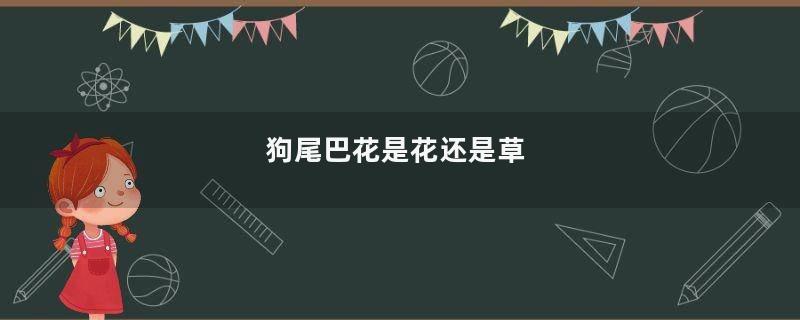 狗尾巴花是花还是草