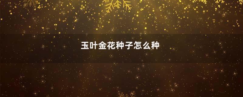 玉叶金花种子怎么种
