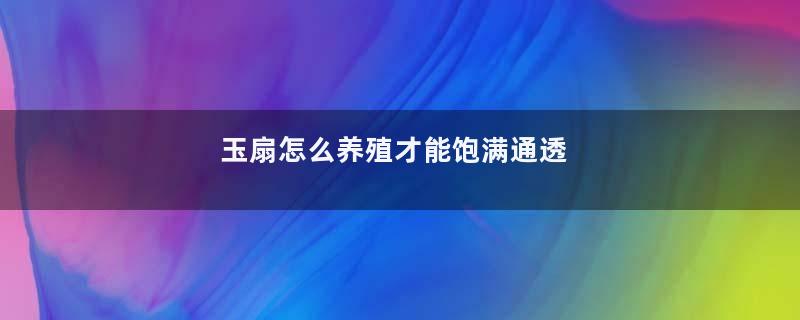 玉扇怎么养殖才能饱满通透