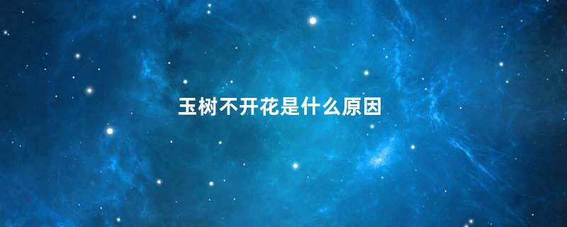 玉树不开花是什么原因