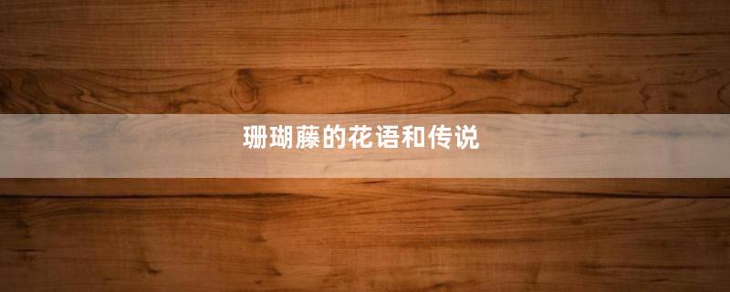 珊瑚藤的花语和传说