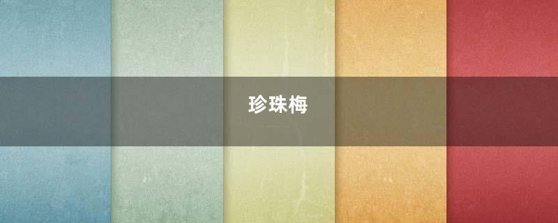 珍珠梅
