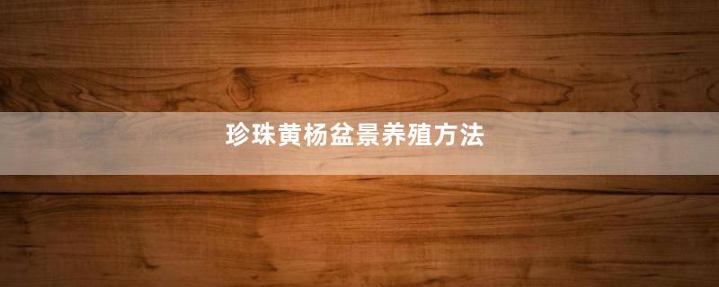 珍珠黄杨盆景养殖方法