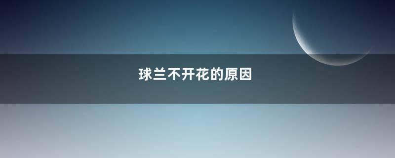 球兰不开花的原因
