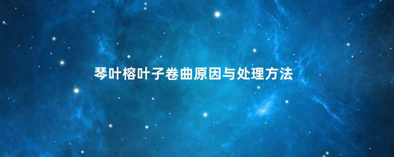 琴叶榕叶子卷曲原因与处理方法