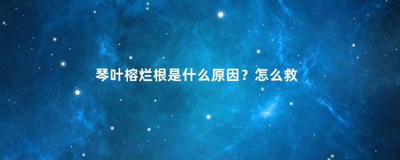 琴叶榕烂根是什么原因？怎么救？