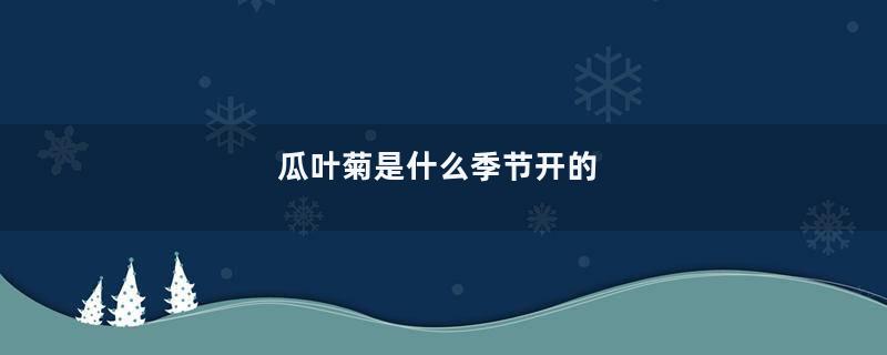 瓜叶菊是什么季节开的