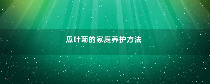 瓜叶菊的家庭养护方法