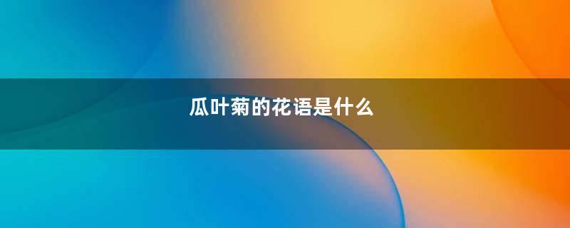 瓜叶菊的花语是什么