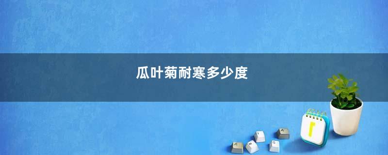 瓜叶菊耐寒多少度