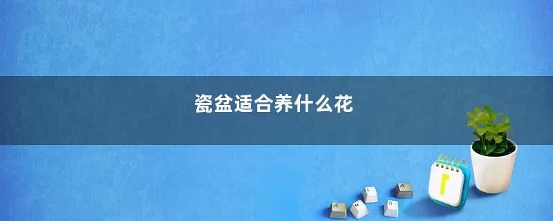 瓷盆适合养什么花