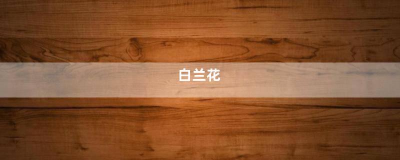 白兰花