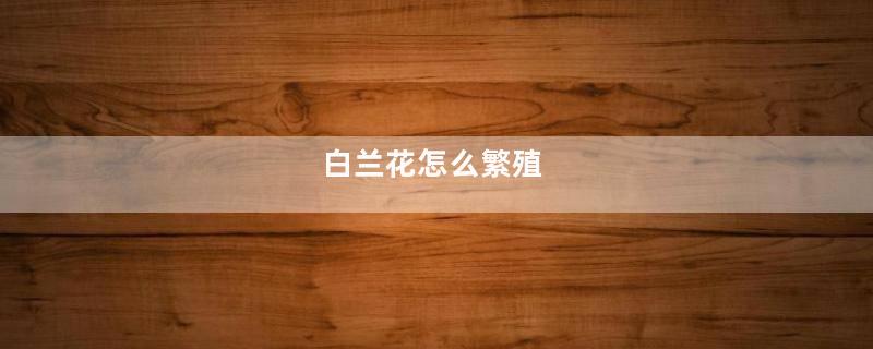 白兰花怎么繁殖