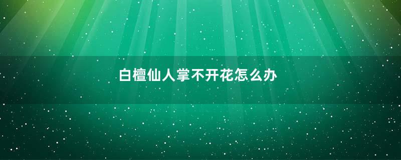 白檀仙人掌不开花怎么办