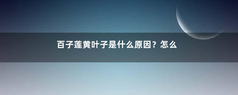 百子莲黄叶子是什么原因？怎么办？