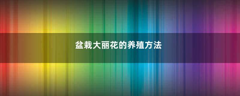 盆栽大丽花的养殖方法