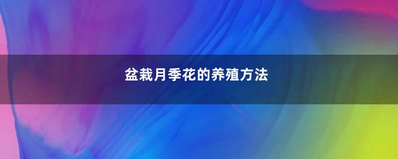 盆栽月季花的养殖方法