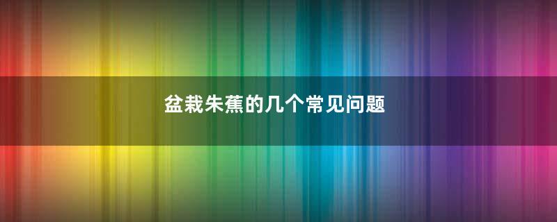 盆栽朱蕉的几个常见问题