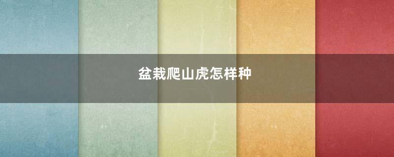 盆栽爬山虎怎样种