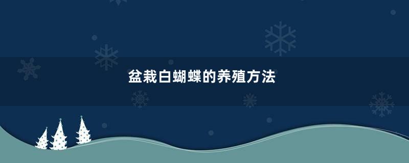 盆栽白蝴蝶的养殖方法