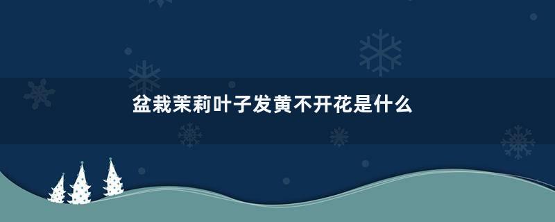 盆栽茉莉叶子发黄不开花是什么原因？