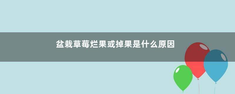 盆栽草莓烂果或掉果是什么原因？有可能是这几点引起的！