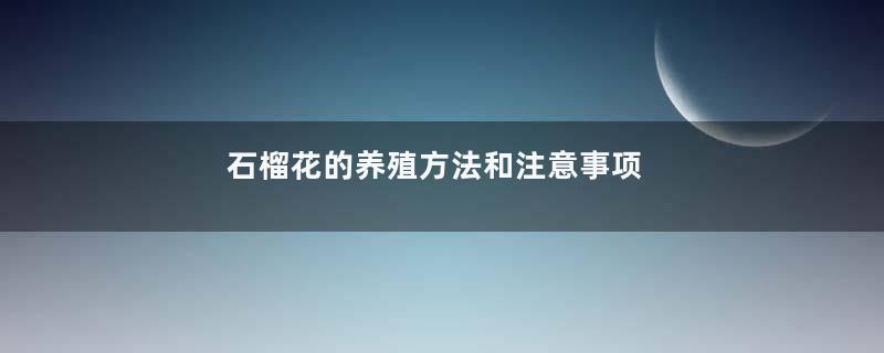 石榴花的养殖方法和注意事项
