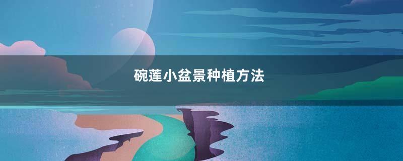 碗莲小盆景种植方法