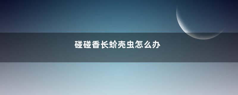 碰碰香长蚧壳虫怎么办