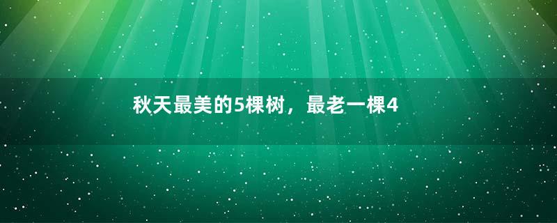 秋天最美的5棵树，最老一棵4000岁，树下遍地黄金！
