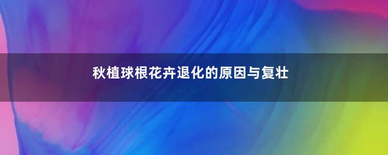 秋植球根花卉退化的原因与复壮方法