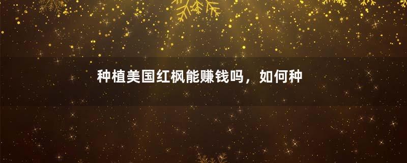 种植美国红枫能赚钱吗，如何种植美国红枫种子