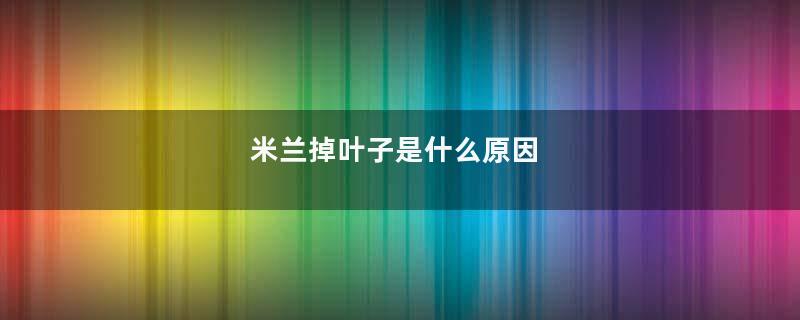 米兰掉叶子是什么原因