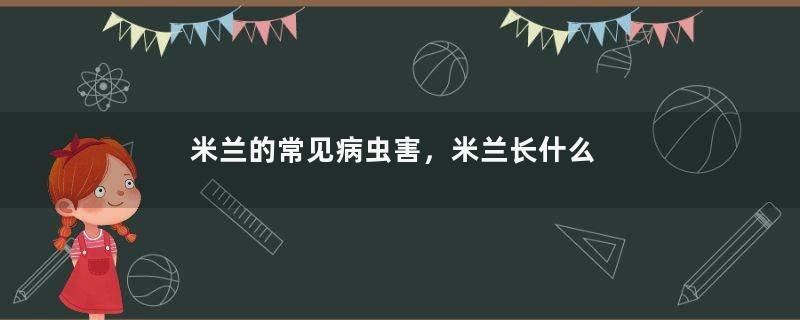 米兰的常见病虫害，米兰长什么虫