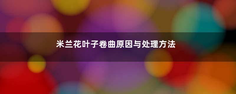 米兰花叶子卷曲原因与处理方法