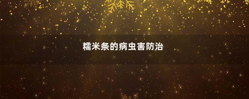 糯米条的病虫害防治