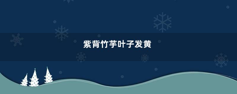 紫背竹芋叶子发黄