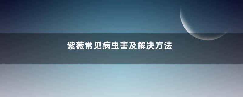 紫薇常见病虫害及解决方法
