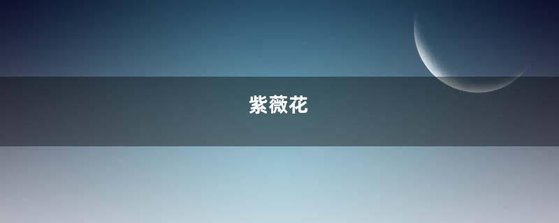 紫薇花