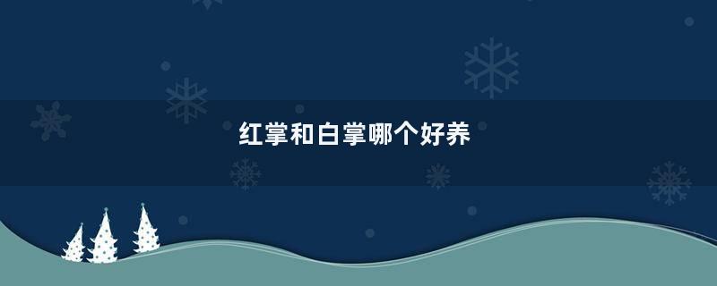 红掌和白掌哪个好养