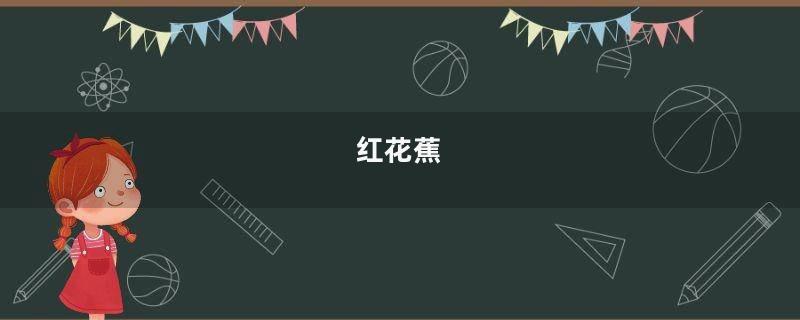 红花蕉