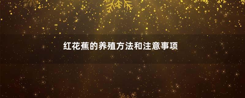红花蕉的养殖方法和注意事项