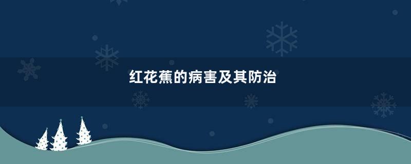 红花蕉的病害及其防治