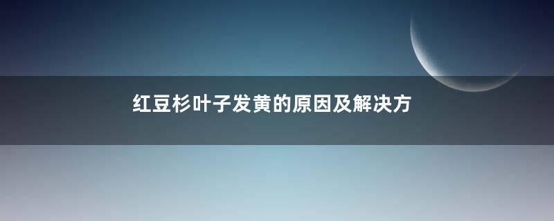 红豆杉叶子发黄的原因及解决方法